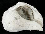 Fossil Whelk with Golden Calcite Crystals - #14712-1